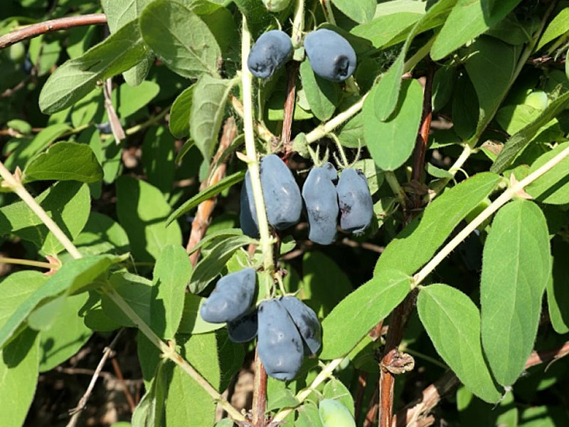 Blaubeere (Lonicera caerulea) ZOJKA