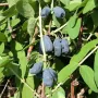 Honeysuckle-Haskap ZOJKA