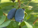 Blaubeere (Lonicera caerulea) AURORA® - Tutifruti SK