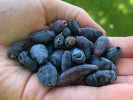 Blaubeere (Lonicera caerulea) AURORA® - Tutifruti SK