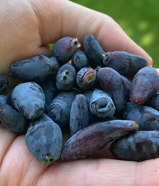 Zemolez (Lonicera caerulea) AURORA®
