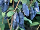 Blaubeere (Lonicera caerulea) BLUE BANANA - Tutifruti SK