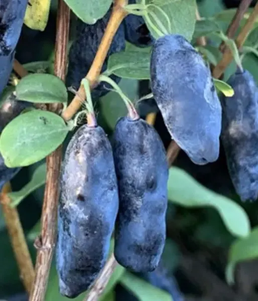 Zemolez (Lonicera caerulea) BLUE BANANA