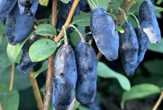 Kamtschatka Blaubeeren: Entdeckung des Elixiers des Lebens und der vergessenen Superfrucht