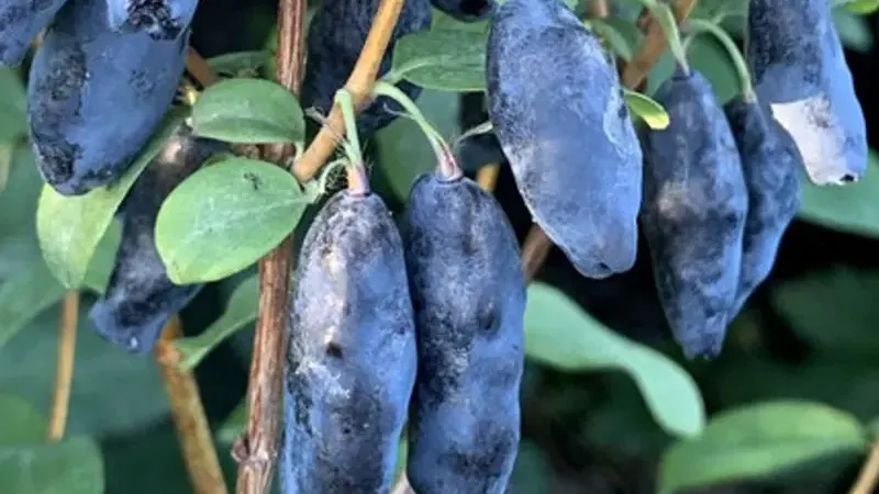 Great Analysis of Haskap Berry: 7 Years of Testing Yield, Taste, and Mechanization Under Extreme Conditions