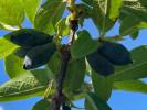 Blaubeere (Lonicera caerulea) BOREAL BEAST - Tutifruti SK