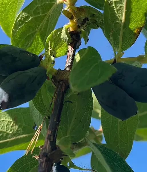 Honeysuckle-Haskap BOREAL BEAST