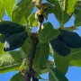 Honeysuckle-Haskap BOREAL BEAST