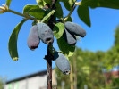 Blaubeere (Lonicera caerulea) BOREAL BEAUTY - Tutifruti SK