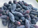 Honeysuckle-Haskap BOREALIS® - Tutifruti SK