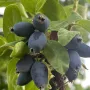 Honeysuckle-Haskap BOREALIS®