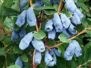 Blaubeere (Lonicera caerulea) DOCZ VELIKANA - Tutifruti SK