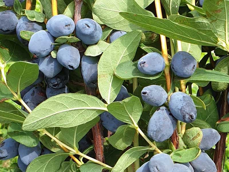 Blaubeere (Lonicera caerulea) GIGANT'S HEART