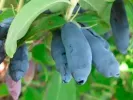 Zemolez (Lonicera caerulea) INDIGO GEM - Tutifruti SK