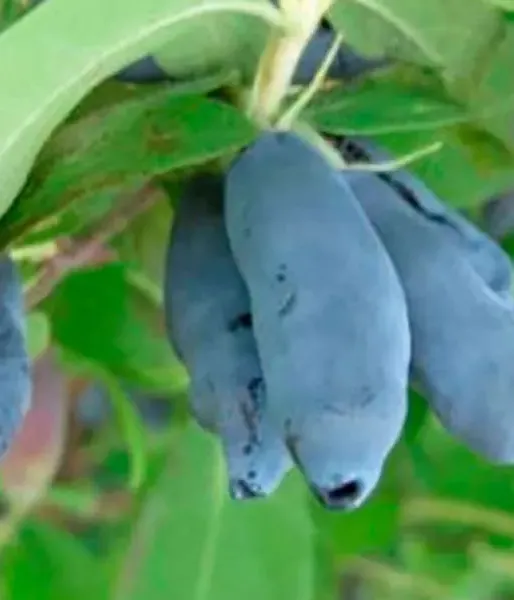 Zemolez (Lonicera caerulea) INDIGO GEM - Tutifruti SK