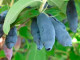 Blaubeere (Lonicera caerulea) INDIGO GEM