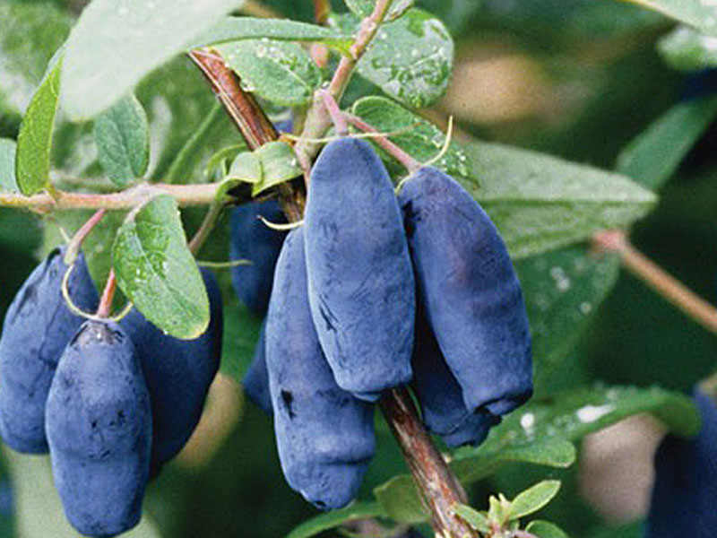 Blaubeere (Lonicera caerulea) LENINGRADSKIJ VELIKAN