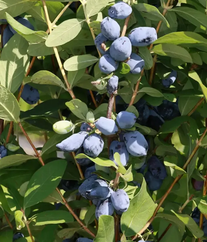 Blaubeere (Lonicera caerulea var. emphyllocalyx) LORI - Tutifruti, s.r.o.