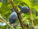 Blaubeere (Lonicera caerulea) SINIJ UTES - Tutifruti SK