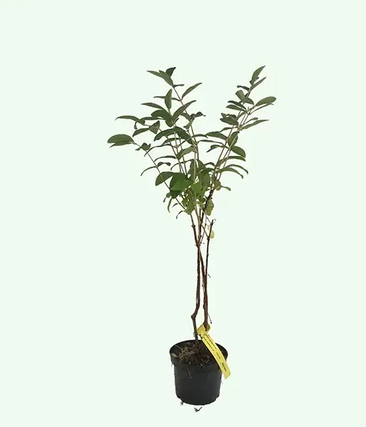 Honeysuckle-Haskap SINIJ UTES - Tutifruti SK