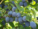 Blaubeere (Lonicera caerulea) STRAWBERRY SENSATION - Tutifruti SK