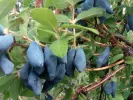 Honeysuckle-Haskap USLADA - Tutifruti SK