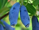 Honeysuckle-Haskap VOSTORG - Tutifruti SK