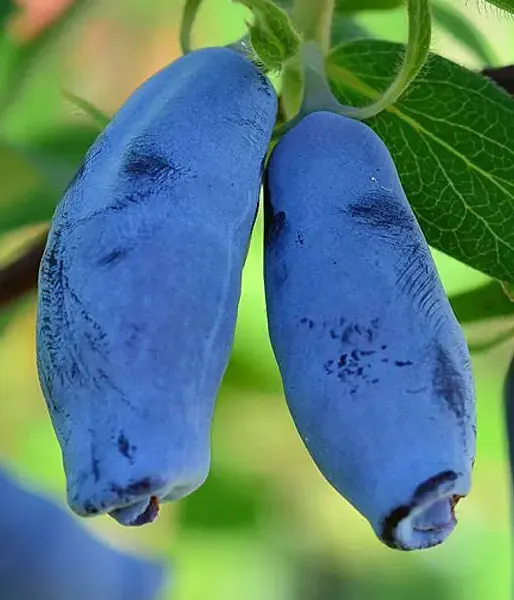 Honeysuckle-Haskap VOSTORG