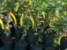Honeysuckle-Haskap (Lonicera caerulea var. kamtschatica) WILLA®