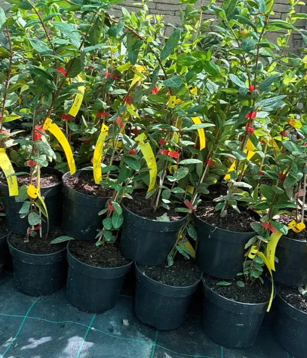 Honeysuckle-Haskap (Lonicera caerulea) WILLA®