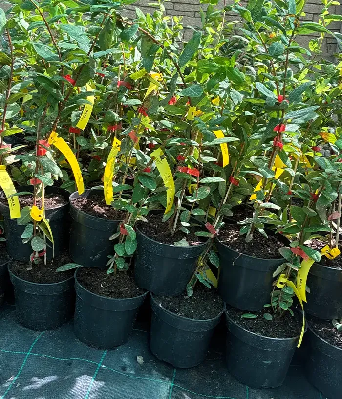 Honeysuckle-Haskap (Lonicera caerulea var. kamtschatica) WILLA®