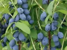 Honeysuckle-Haskap (Lonicera caerulea var. kamtschatica) WILLA®