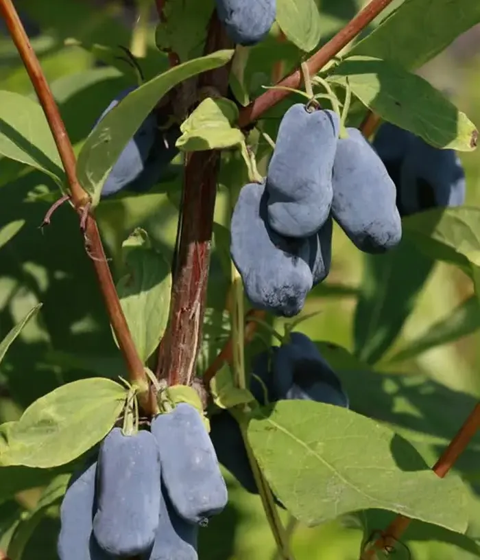 Zemolez (Lonicera caerulea) COLIN®
