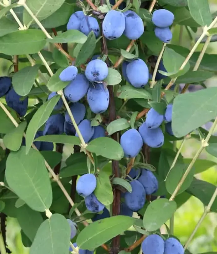 Zemolez  (Lonicera caerulea)  MAXIN®